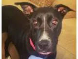 Adopt Zoey a Black - with White Labrador Retriever  Pit Bull Ter
