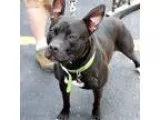 Adopt Andrea - Foster Needed a Black - with White American Pit B