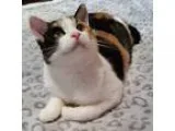 Adopt Azlynn a Calico or Dilute Calico Calico (short coat) cat i