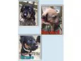 Adopt German ShepherdBoxer Puppies (Smyrna NY) a German Pinscher