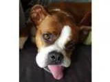 Adopt Poppy a Boxer
