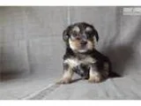 shorkie male puppy