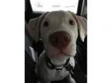 Adopt Eos a Labrador Retriever Doberman Pinscher