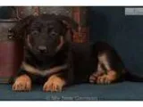 AKC Black and Tan Female German Shepherd - Daisy