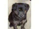 Adopt Elsa a Brindle Spaniel (Unknown Type)  Cockapoo  Mixed dog