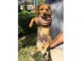 Adopt Lucy a RedGoldenOrangeCh estnut Poodle (Miniature)  Mixed 