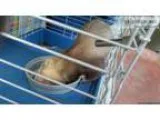 Ferret For Sale