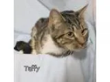 Adopt Taffy a Domestic Shorthair  Mixed cat in Hot Springs Villa