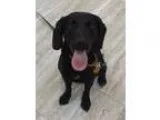Adopt Mayes a Black Labrador Retriever  Beagle  Mixed dog in Orl
