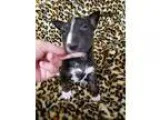 Adopt Buttons a Tricolor (TanBrown and Black and White) Sheltie