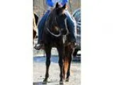 AQHA 1999 Rugged Lark Grand Daughter