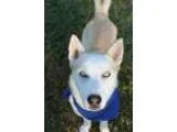 Adopt Carter a RedGoldenOrangeCh estnut - with White Husky  Mixe
