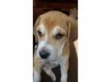 Adopt Penny (FORT COLLINS) a Beagle Labrador Retriever