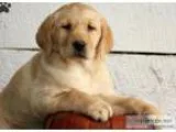 Golden retriever puppies ready