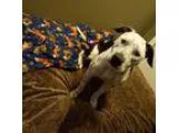 Adopt Betty Courtesy Post a White - with Black American Pit Bull