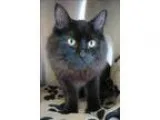 Adopt Puma adoption Pending a Domestic Mediumhair  Mixed cat in 