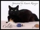 Adopt Colette a All Black Domestic Shorthair  Mixed (short coat)
