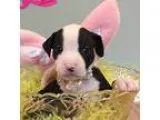 Adopt Ariel a American Pit Bull Terrier  Mixed dog in Greensboro