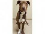 Adopt ADOPTED Willie (Oswego) a Doberman Pinscher Basset Hound