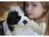 Special little St. Bernards puppies
