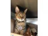 Adopt Sidney a Bengal  Mixed cat in Vancouver BC (15305467)