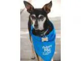 Adopt Sargent a Terrier Miniature Pinscher