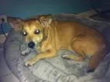 Adopt Ellie a Welsh Corgi Basset Hound