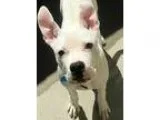 Adopt Marty a Pit Bull Terrier