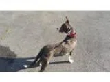 Adopt Porsche a American Staffordshire Terrier  Mixed dog in Whi