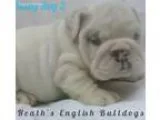 Loving Labrador and Shar Pei Mixed Dog