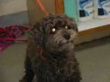 Adopt ARTHUR a BrownChocolate Poodle (Miniature)  Mixed dog in W