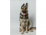Adopt Bonnie a German Shepherd Dog  Mixed dog in Columbus OH (15