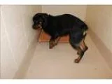 Adopt Pen 112 Bruno a Rottweiler