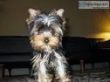 Beautiful AKC Male Yorkie Puppy Now Available