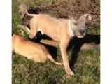 Adopt Flip a TanYellowFawn American Pit Bull Terrier  Pit Bull T
