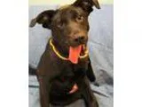 Adopt July a Labrador Retriever  Mixed dog in Little Rock AR (15