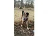 Adopt Mya a German Shepherd Dog  Mixed dog in Leesville SC (1515