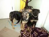 Adopt Bo a German Shepherd Dog