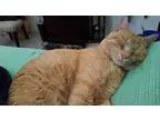 Adopt x baby a Tiger Striped Domestic Shorthair (short coat) cat