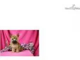 Mufasa Cute Yorkie Puppy for Sale Queens NY