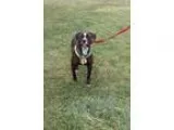 Adopt Maddie a American Staffordshire Terrier