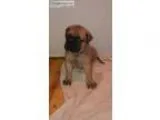 Cute old english mastiff puppies