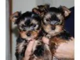 Yorkie Puppiespuppy for Sale