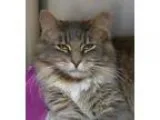 Adopt Heather a Gray or Blue (Mostly) Domestic Longhair  Mixed (