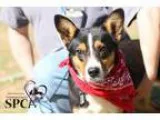 Adopt Jolene a BrownChocolate Australian Cattle Dog  Mixed dog i