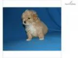 Boots..Cute Cute..Watch My Cute Video