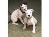 Adopt Finn LOVES DOGS a Black - with White American Pit Bull Ter