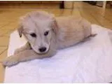 Adopt Ginger a TanYellowFawn Golden Retriever  Mixed dog in Lumb