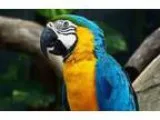 Apollonian adorable macaws parrots