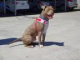 Adopt z Courtesy Listing - Baby a Pit Bull Terrier